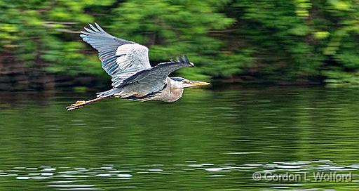Heron In Flight_P1150535.jpg - Great Blue Heron (Ardea herodias) photographed along the Rideau Canal Waterway at Smiths Falls, Ontario, Canada.